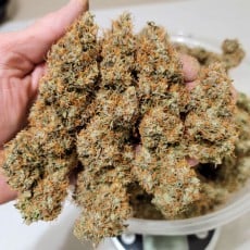 Auto Power Plant® Feminisierte Autoflower-Samen kaufen | Dutch Passion DE Auto Power Plant® Feminisierte Autoflower-Samen kaufen | Dutch Passion DE