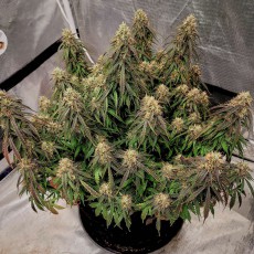 Auto Power Plant® Feminisierte Autoflower-Samen kaufen | Dutch Passion DE Auto Power Plant® Feminisierte Autoflower-Samen kaufen | Dutch Passion DE