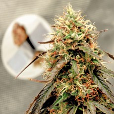 Auto Power Plant® Feminisierte Autoflower-Samen kaufen | Dutch Passion DE Auto Power Plant® Feminisierte Autoflower-Samen kaufen | Dutch Passion DE