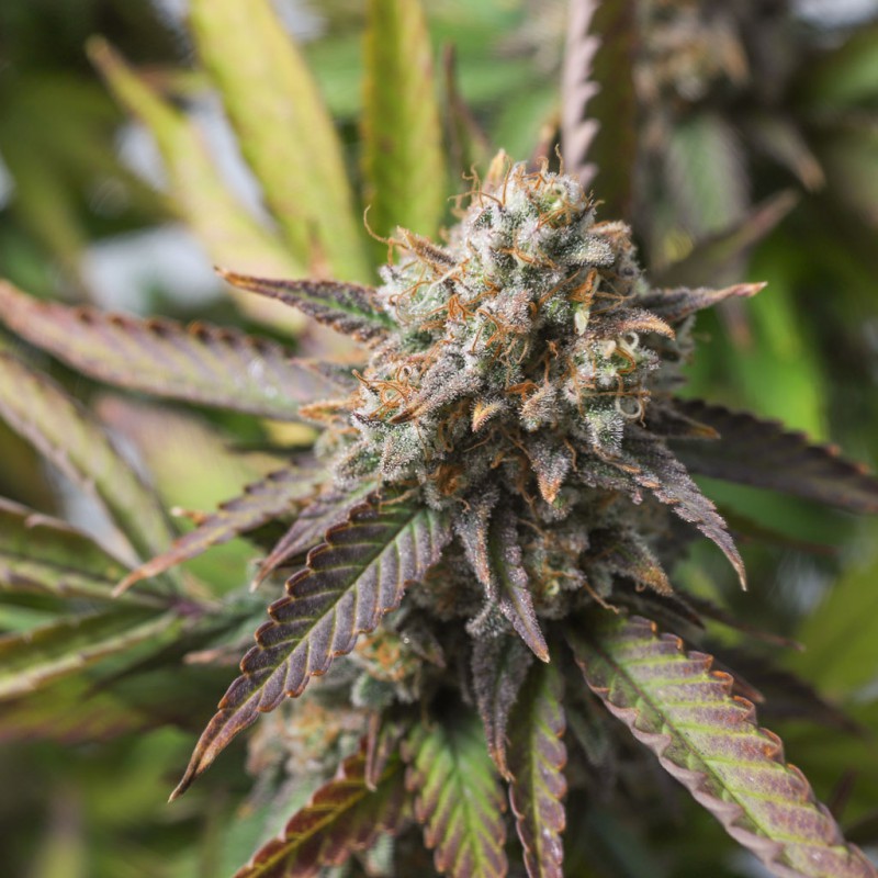 Strawberry Chemdawg OG Strawberry Chemdawg OG