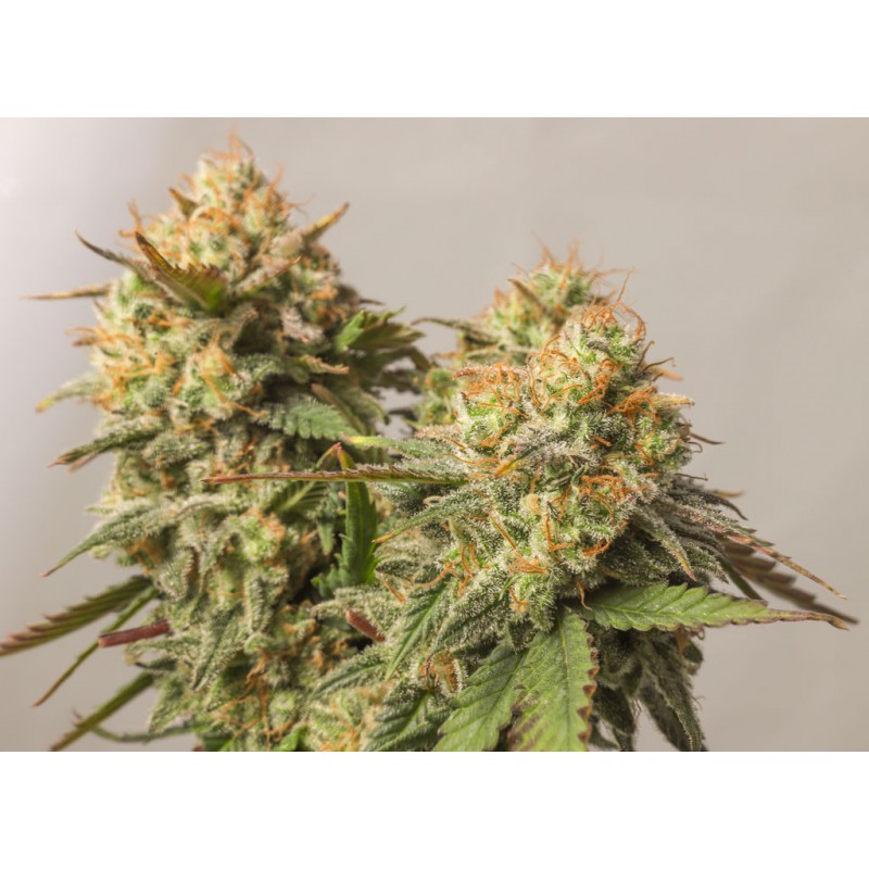 Strawberry Chemdawg OG Strawberry Chemdawg OG
