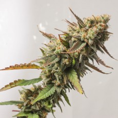Strawberry Chemdawg OG Strawberry Chemdawg OG