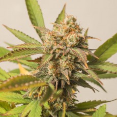 Strawberry Chemdawg OG Strawberry Chemdawg OG