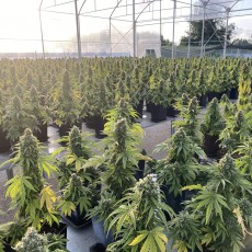 Buy Auto CBD-Victory® Feminised Seeds | Dutch Passion UK Buy Auto CBD-Victory® Feminised Seeds | Dutch Passion UK