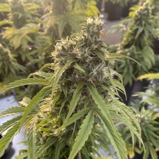 Buy Auto CBD-Victory® Feminised Seeds | Dutch Passion UK Buy Auto CBD-Victory® Feminised Seeds | Dutch Passion UK