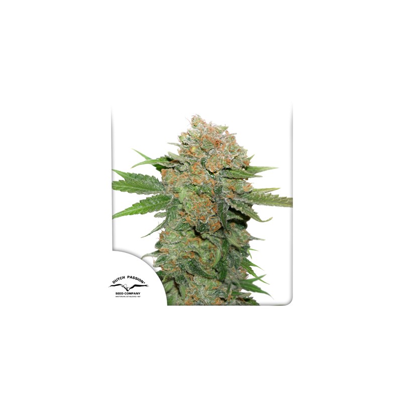 Night Queen® | Graines de cannabis discontinuées