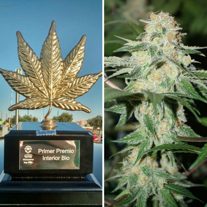 Night Queen® | Graines de cannabis discontinuées