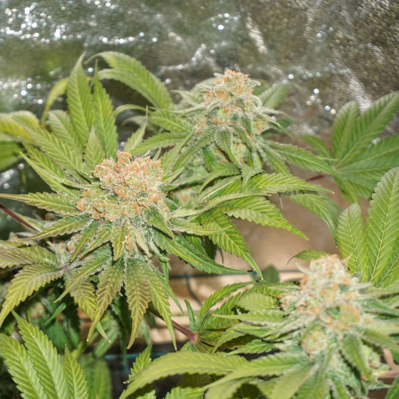 Night Queen® | Graines de cannabis discontinuées