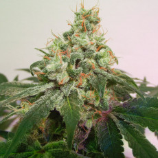 Night Queen® | Graines de cannabis discontinuées