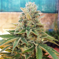 Night Queen® | Graines de cannabis discontinuées