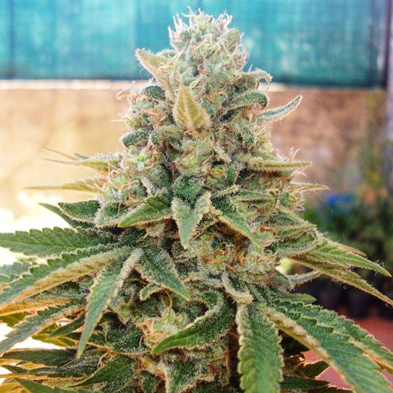 Night Queen® | Graines de cannabis discontinuées