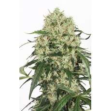 The Ultimate® - Nasiona Marihuany Feminizowane | Dutch Passion PL The Ultimate® - Nasiona Marihuany Feminizowane | Dutch Passion PL