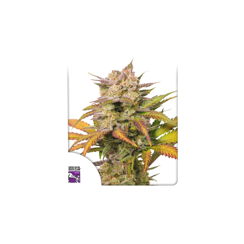 Auto Sweet Bourbon Kush