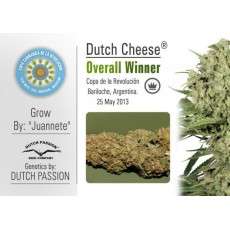 Dutch Cheese Cannabis Seeds (Discontinued) | Dutch Passion