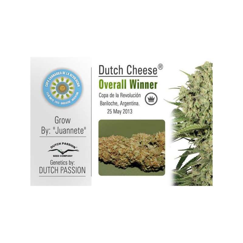 Dutch Cheese Cannabis Seeds (Discontinued) | Dutch Passion