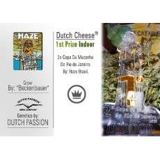Dutch Cheese Cannabis Seeds (Discontinued) | Dutch Passion