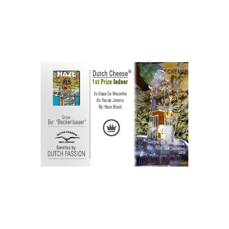 Dutch Cheese Cannabis Seeds (Discontinued) | Dutch Passion