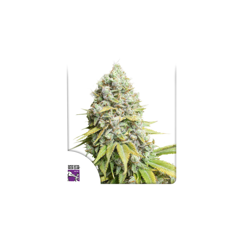 Kosher Haze