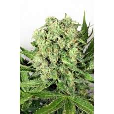 Dutch Cheese Cannabis Seeds (Discontinued) | Dutch Passion