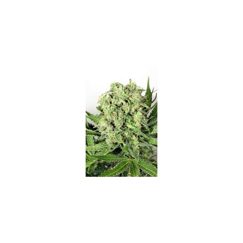 Dutch Cheese Cannabis Seeds (Discontinued) | Dutch Passion