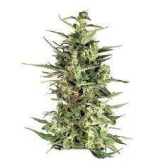 Dutch Cheese Cannabis Seeds (Discontinued) | Dutch Passion