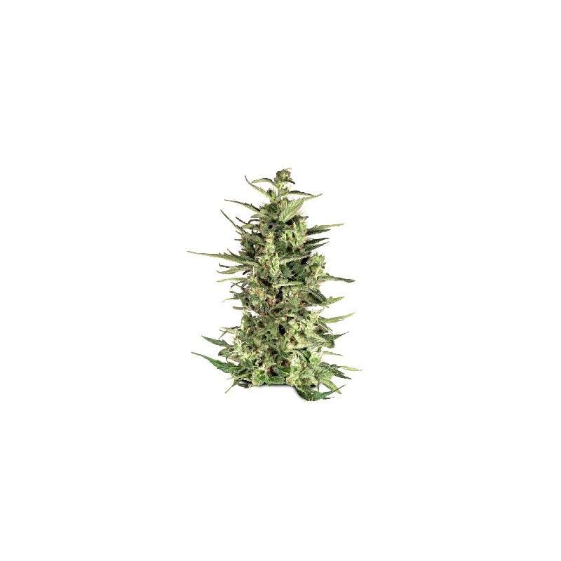 Dutch Cheese Cannabis Seeds (Discontinued) | Dutch Passion
