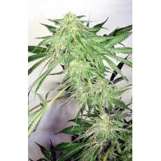 Dutch Cheese Cannabis Seeds (Discontinued) | Dutch Passion