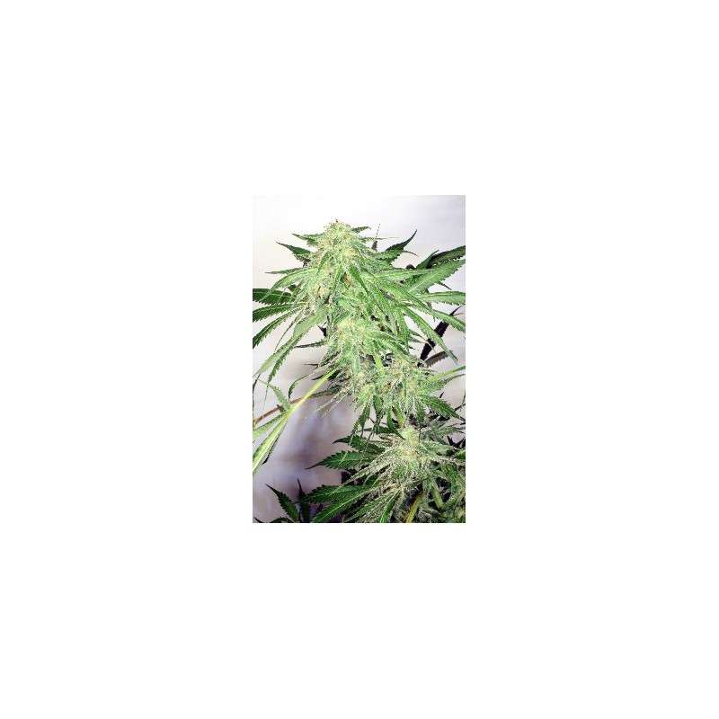Dutch Cheese Cannabis Seeds (Discontinued) | Dutch Passion