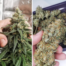 Kup nasiona Amsterdam Amnesia® | Dutch Passion PL Kup nasiona Amsterdam Amnesia® | Dutch Passion PL