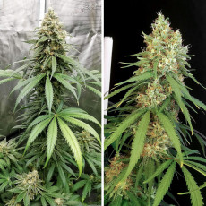 Kup nasiona Amsterdam Amnesia® | Dutch Passion PL Kup nasiona Amsterdam Amnesia® | Dutch Passion PL