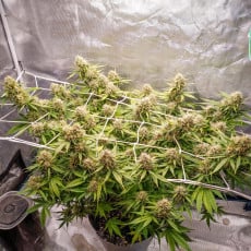Buy Auto Blueberry® Autoflower Cannabis Seeds | Dutch Passion UK Buy Auto Blueberry® Autoflower Cannabis Seeds | Dutch Passion UK