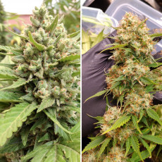 Buy Auto Blueberry® Autoflower Cannabis Seeds | Dutch Passion UK Buy Auto Blueberry® Autoflower Cannabis Seeds | Dutch Passion UK