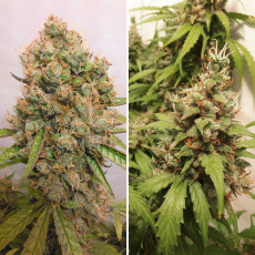Auto Critical Orange Punch® - Semillas de Cannabis | Dutch Passion Auto Critical Orange Punch® - Semillas de Cannabis | Dutch Passion