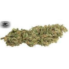 Dutch Cheese Cannabis Seeds (Discontinued) | Dutch Passion