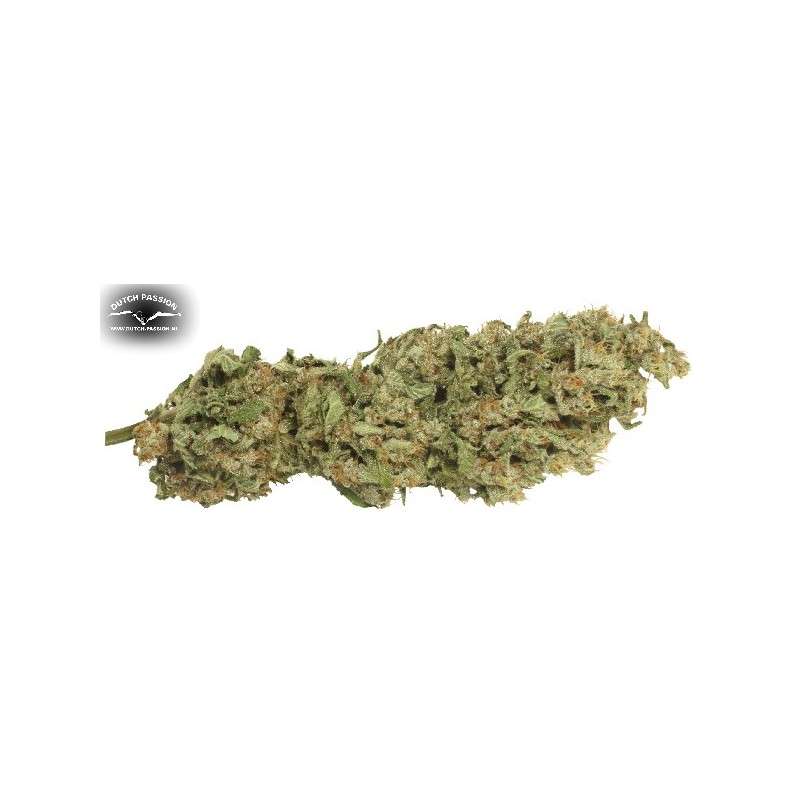 Dutch Cheese Cannabis Seeds (Discontinued) | Dutch Passion