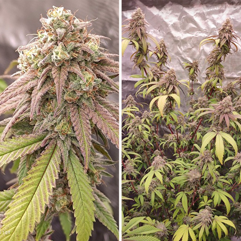 Kup feminizowane nasiona Skywalker Haze® | Dutch Passion PL Kup feminizowane nasiona Skywalker Haze® | Dutch Passion PL
