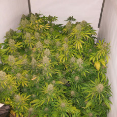 White Widow x The Ultimate® - Nasiona Marihuany | Dutch Passion PL White Widow x The Ultimate® - Nasiona Marihuany | Dutch Passion PL
