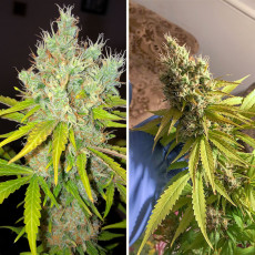 White Widow x The Ultimate® - Nasiona Marihuany | Dutch Passion PL White Widow x The Ultimate® - Nasiona Marihuany | Dutch Passion PL