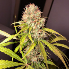 White Widow x The Ultimate® - Nasiona Marihuany | Dutch Passion PL White Widow x The Ultimate® - Nasiona Marihuany | Dutch Passion PL