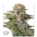 C-Vibez® Feminisiertes Saatgut kaufen | Dutch Passion DE
