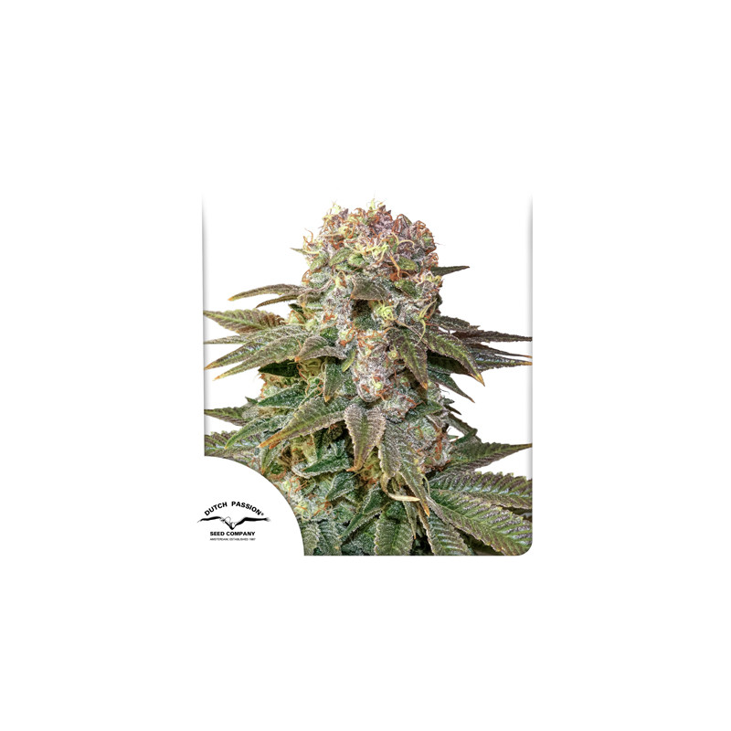 C-Vibez® Feminisiertes Saatgut kaufen | Dutch Passion DE