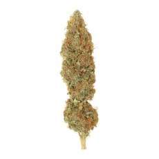 Dutch Haze® Cannabis Seeds (Discontinued) | Dutch Passion
