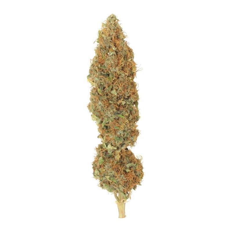 Dutch Haze® Cannabis Seeds (Discontinued) | Dutch Passion