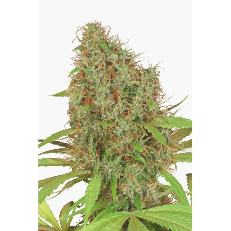 Dutch Haze® Cannabis Seeds (Discontinued) | Dutch Passion