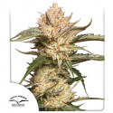Kupujte konopná semena Auto Trichome & Cream® | Dutch Passion CZ