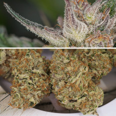 Kupujte konopná semena Auto Trichome & Cream® | Dutch Passion CZ Kupujte konopná semena Auto Trichome & Cream® | Dutch Passion CZ
