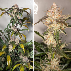 Kupujte konopná semena Auto Trichome & Cream® | Dutch Passion CZ Kupujte konopná semena Auto Trichome & Cream® | Dutch Passion CZ