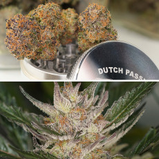 Kupujte konopná semena Auto Trichome & Cream® | Dutch Passion CZ Kupujte konopná semena Auto Trichome & Cream® | Dutch Passion CZ