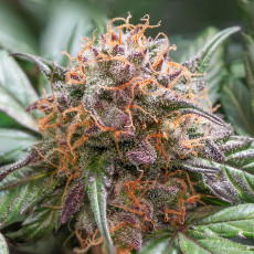 Kupujte konopná semena Auto Trichome & Cream® | Dutch Passion CZ Kupujte konopná semena Auto Trichome & Cream® | Dutch Passion CZ