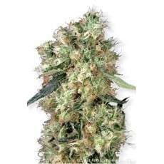 Dutch Haze® Cannabis Seeds (Discontinued) | Dutch Passion